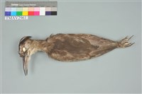 藏品(夜鷺)的圖片